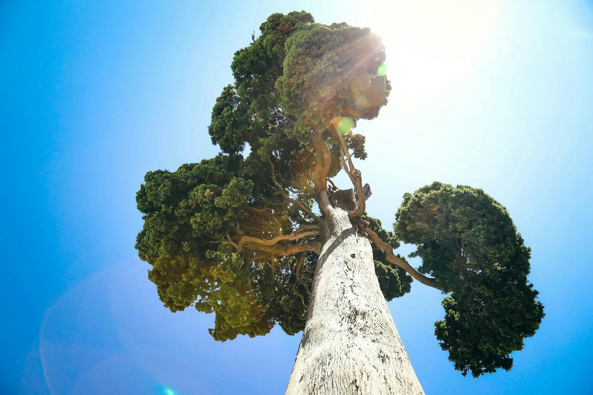 Abbatti un albero senza permessi? Ecco cosa prevede la legge e le sanzioni che possono colpirti