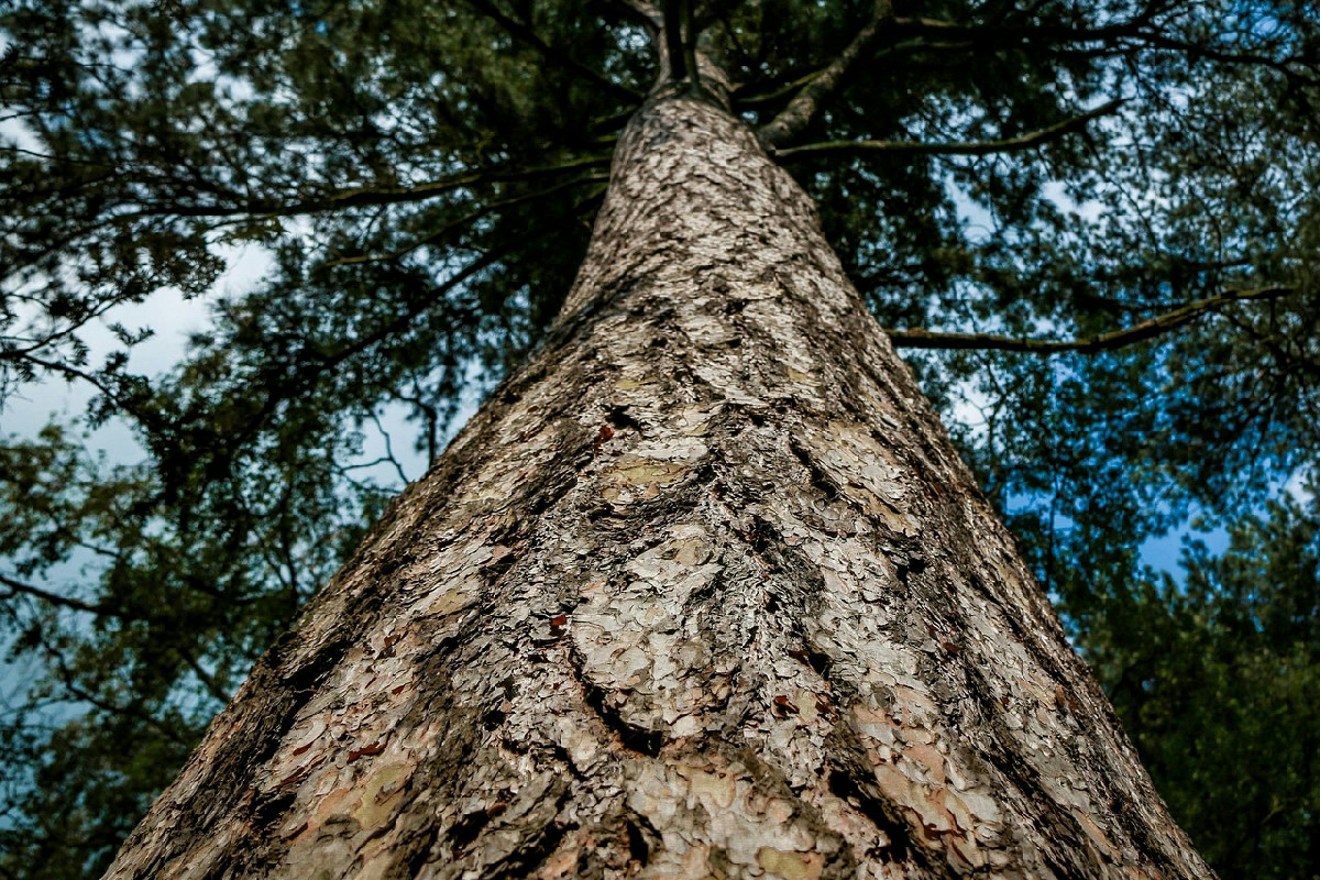 Abbatti un albero senza permessi? Ecco cosa prevede la legge e le sanzioni che possono colpirti