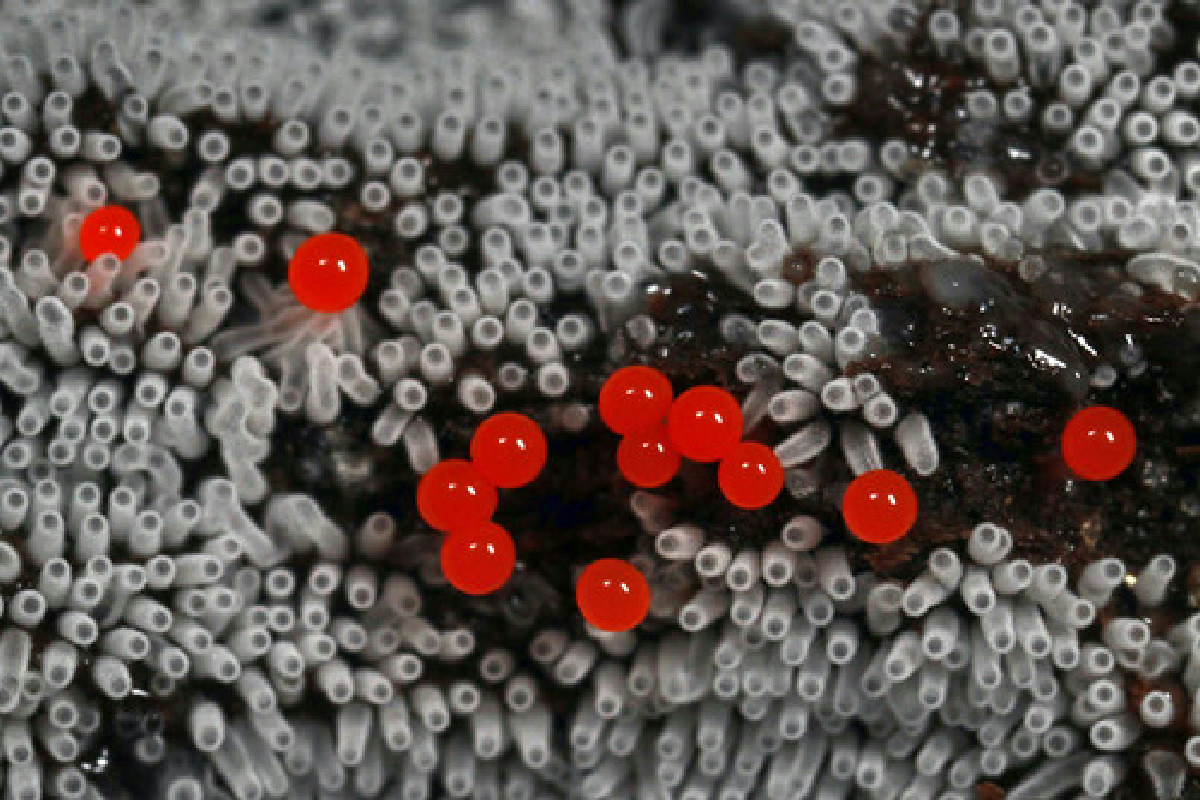 Microrganismi artici al centro di una scoperta: possono arginare la crisi climatica globale?