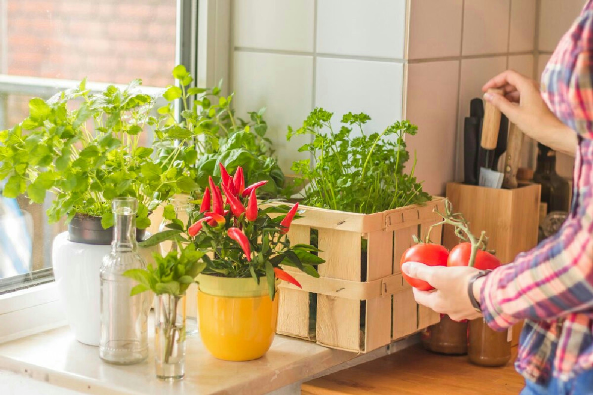 Trasforma il balcone in un’oasi verde: guida pratica per costruire una serra urbana economica
