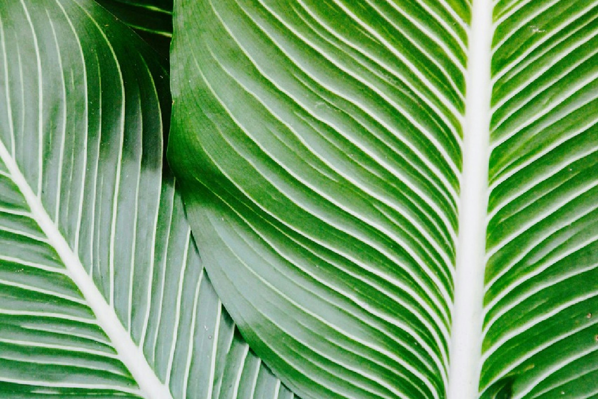 Kentia, la palma elegante che trasforma ogni ambiente in un angolo di verde raffinato