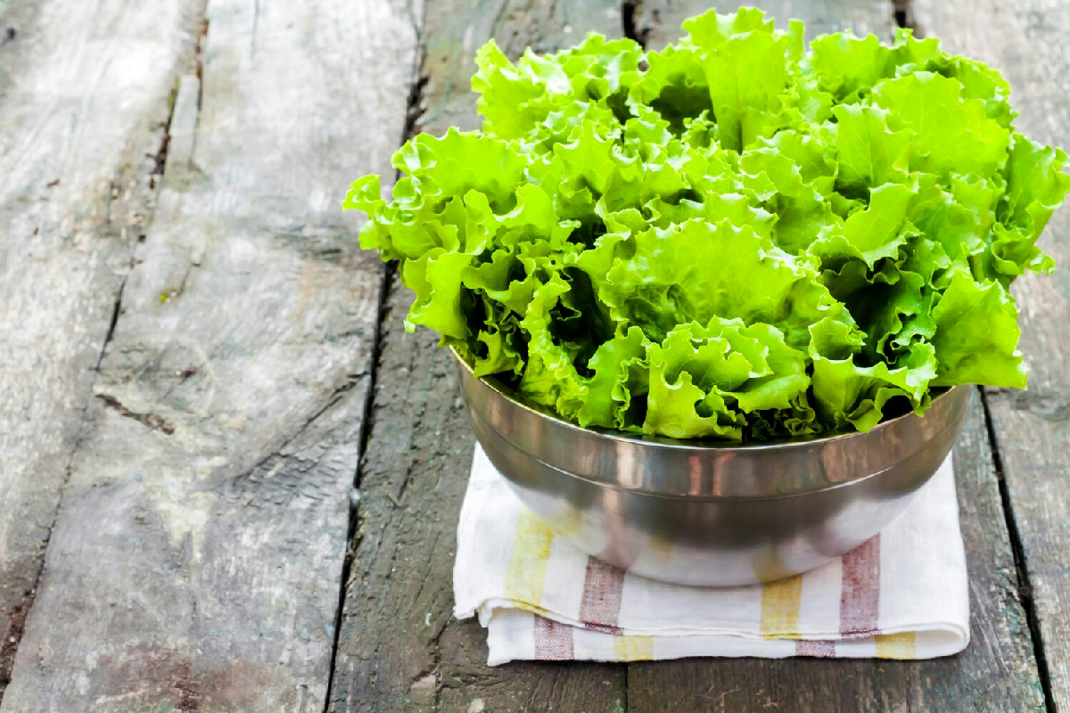 L’insalata che resiste al gelo e trasforma i tuoi piatti d’inverno: coltivala subito sul balcone!
